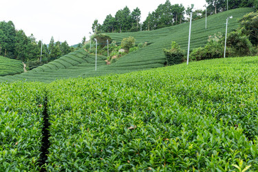 Similar image 13250124