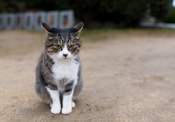 Similar image 13250202