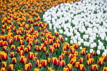 Similar image 13288457