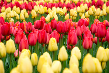 Similar image 13288462