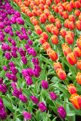 Similar image 13288583