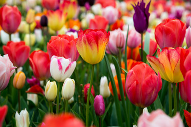 Similar image 13288587