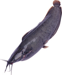 Similar image 13286704