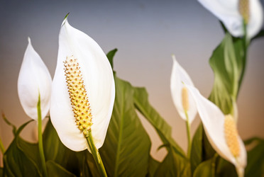 Similar image 13254027