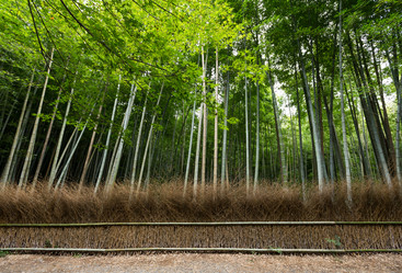 Similar image 13246233