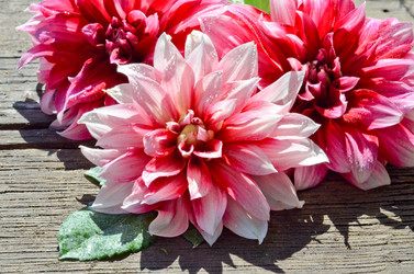 Similar image 13248850