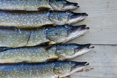 Similar image 13248856