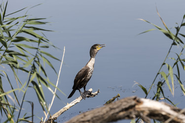 Similar image 13277064