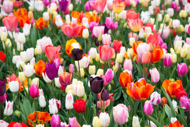 Similar image 13288470