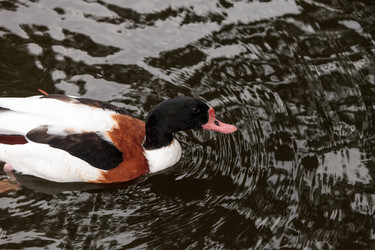 Similar image 13280788