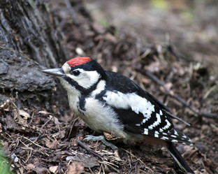 Similar image 13249042