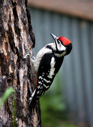 Similar image 13249110