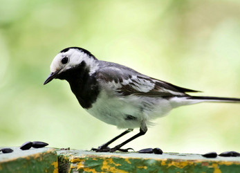 Similar image 13249459