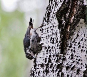 Similar image 13251495