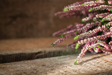 Similar image 13245429