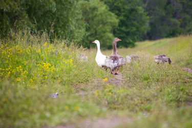 Similar image 13251463