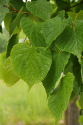 Similar image 13264092