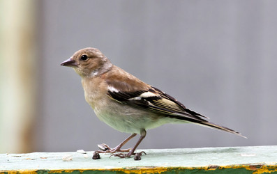 Similar image 13277498