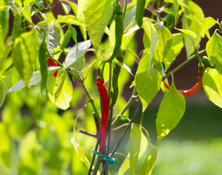 Similar image 13271292