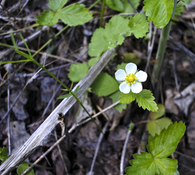 Similar image 13277499