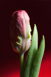 Similar image 13251381