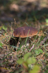 Similar image 13264394