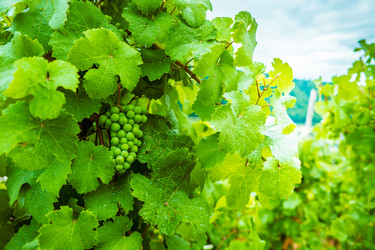 Similar image 13264063