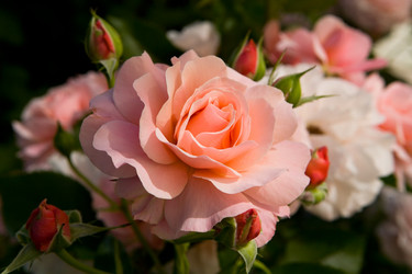 Similar image 13255217