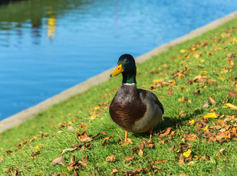 Similar image 13260862