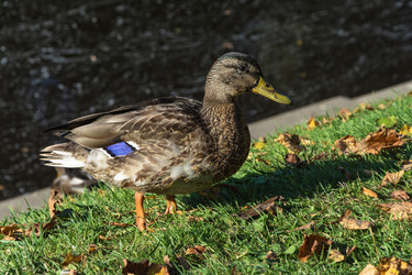 Similar image 13260874