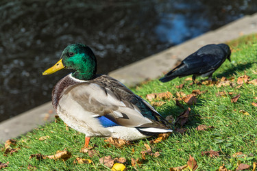 Similar image 13260876