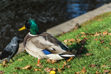 Similar image 13263555