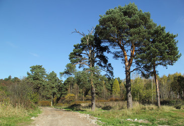 Similar image 13269449