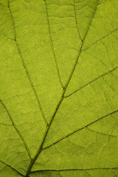 Similar image 13259944