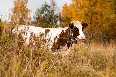 Similar image 13263916