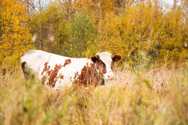 Similar image 13263925