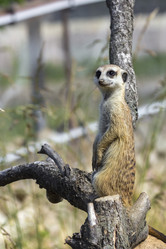 Similar image 13274404