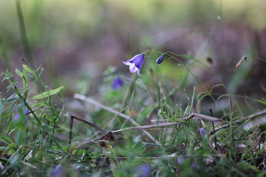 Similar image 13276466