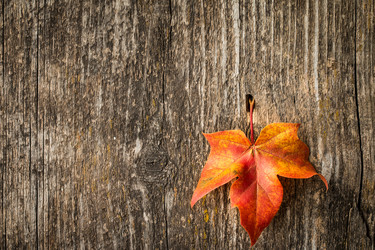 Similar image 13264417