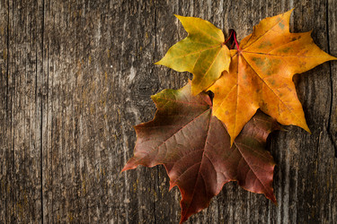 Similar image 13264420