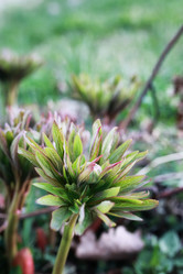 Similar image 13274919