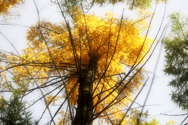 Similar image 13264296