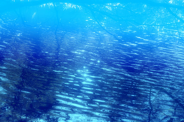 Similar image 13264300