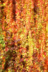 Similar image 13264302