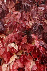 Similar image 13264501