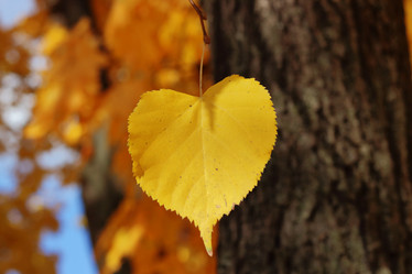 Similar image 13269209