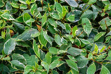 Similar image 13269467