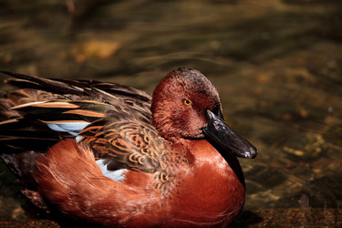 Similar image 13273616