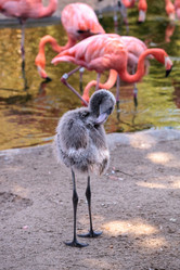 Similar image 13280795