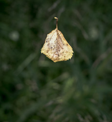 Similar image 13274065